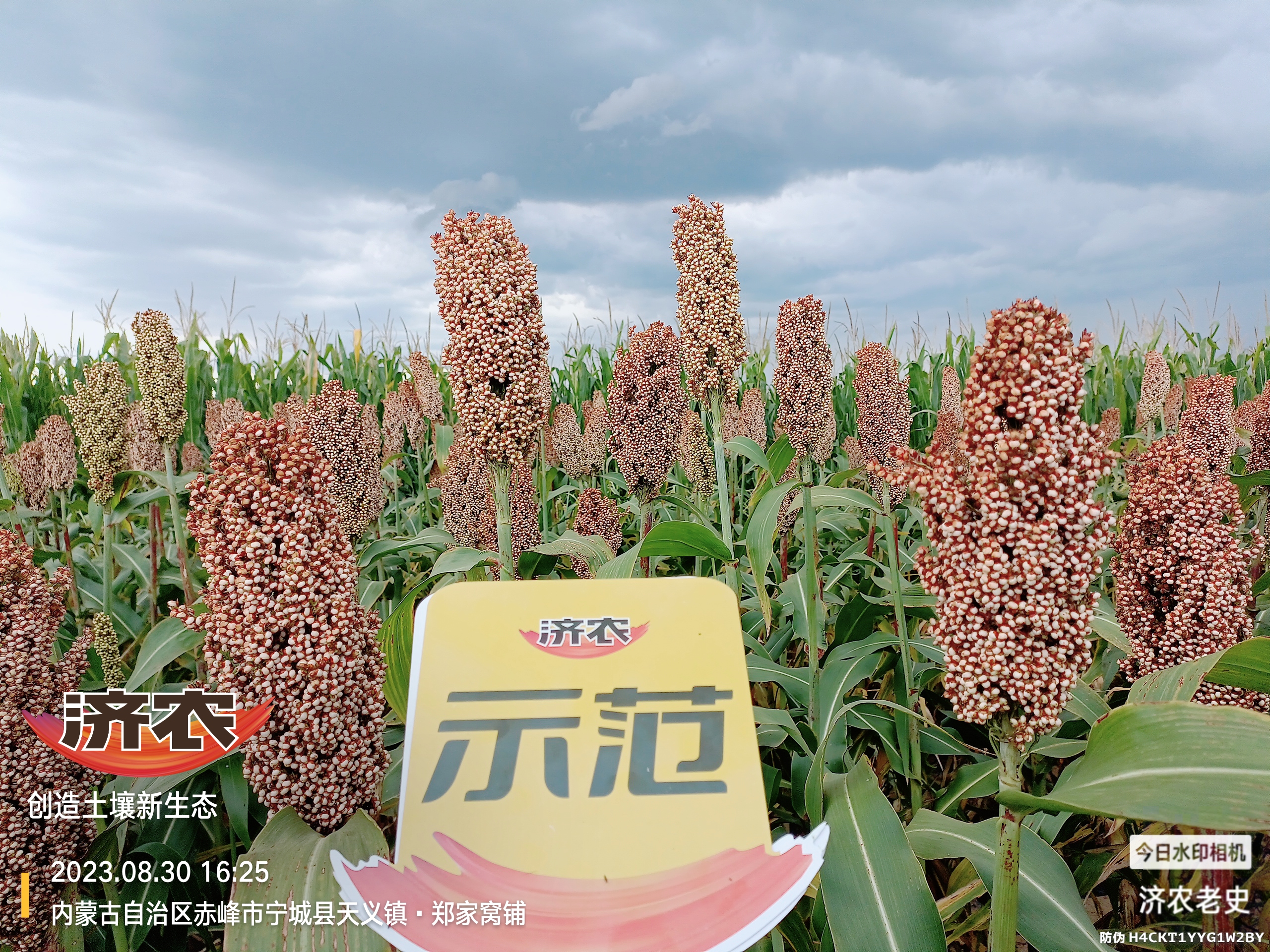 Effect of using Jinongle soil mixed fertilizer on Inner Mongolia Chifeng sorghum 2(图3)