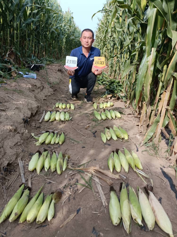 Yielding test results of using Jinong Letu to wash and apply corn in Chifeng, Inner Mongolia 1(图1)