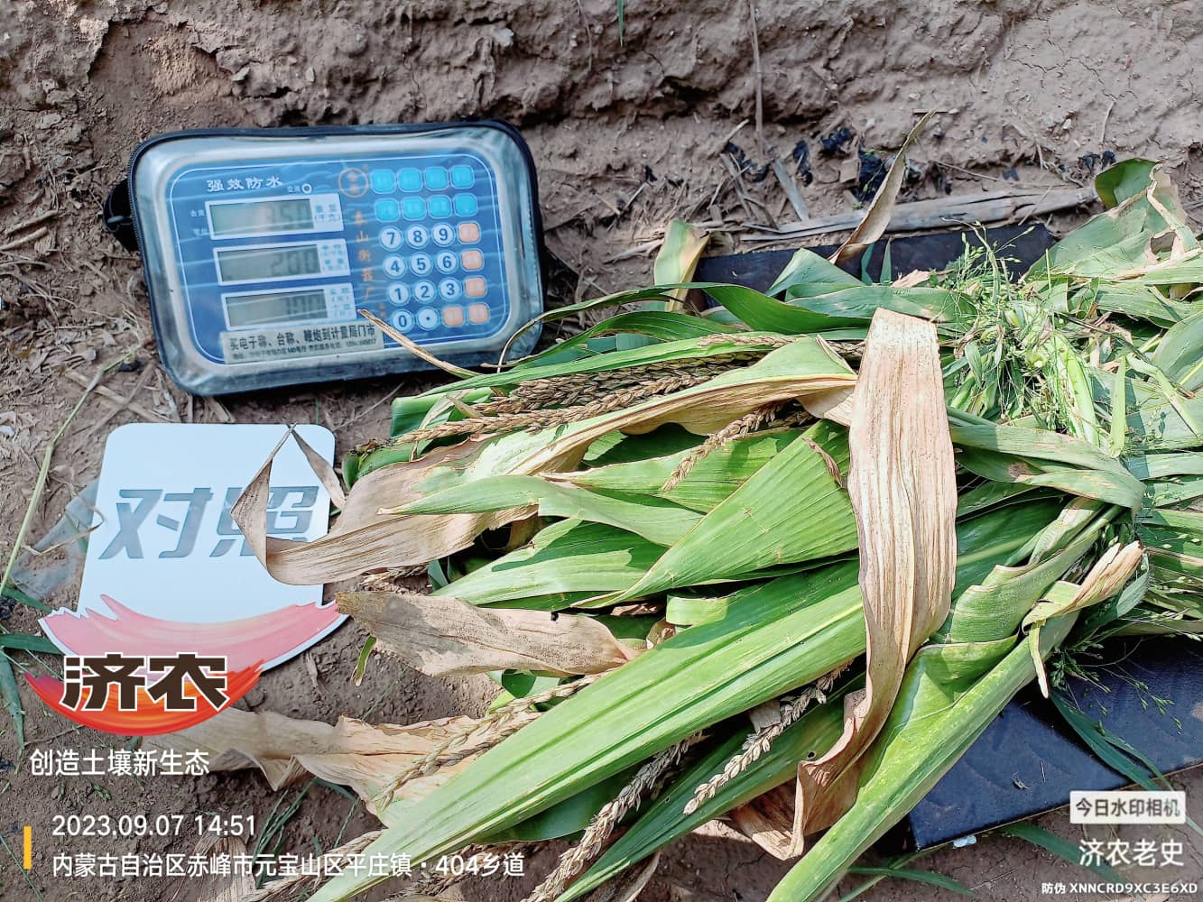 Yielding test results of using Jinong Letu to wash and apply corn in Chifeng, Inner Mongolia 1(图3)