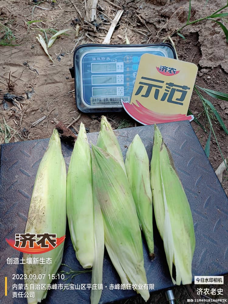 Yielding test results of using Jinong Letu to wash and apply corn in Chifeng, Inner Mongolia 1(图4)