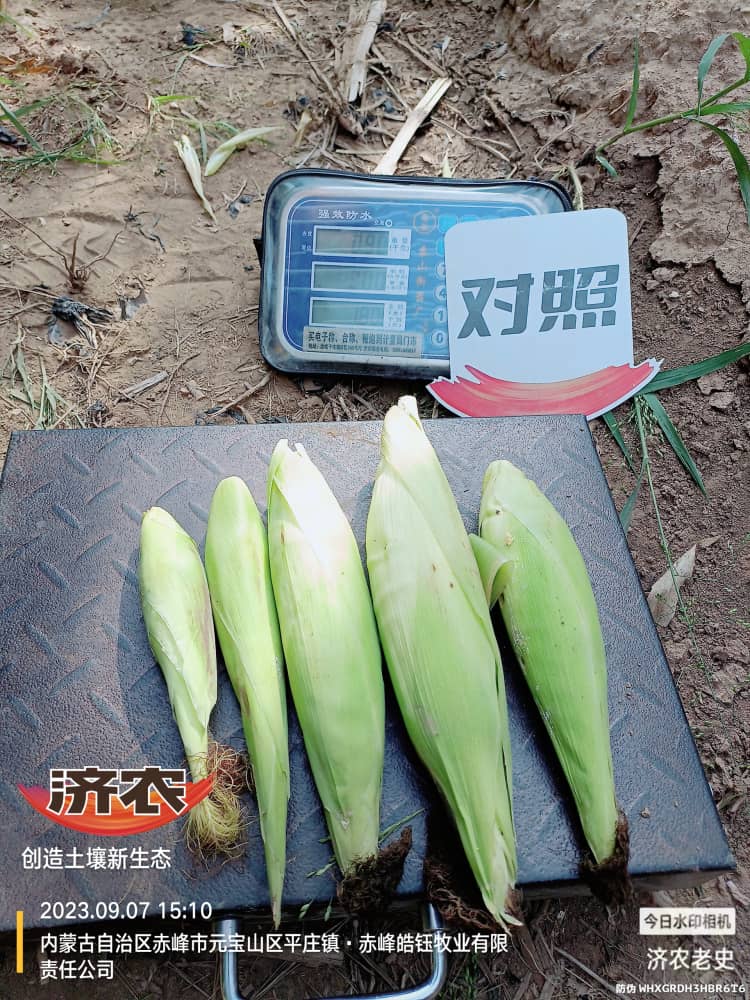 Yielding test results of using Jinong Letu to wash and apply corn in Chifeng, Inner Mongolia 1(图5)