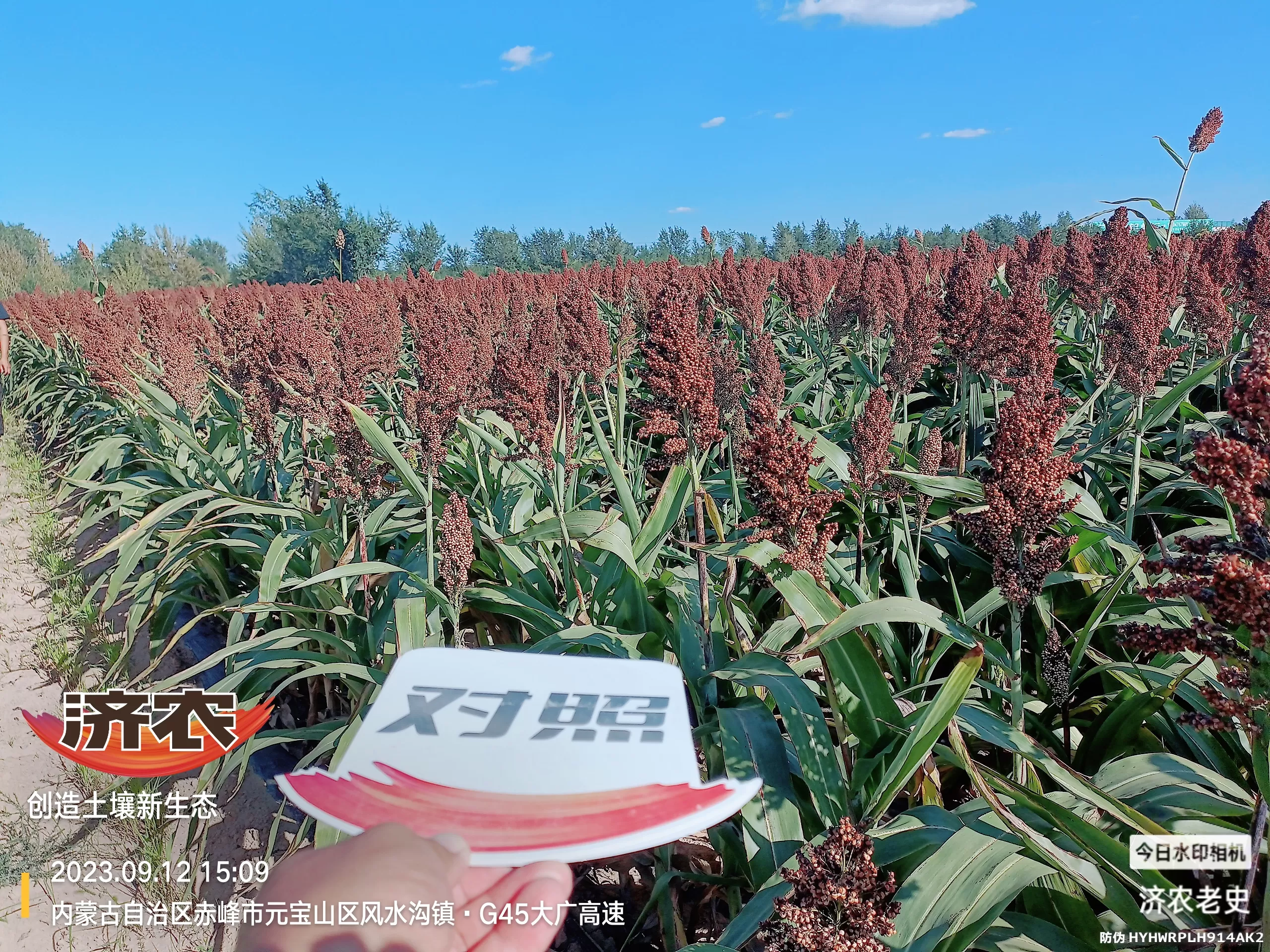 The effect of using Jinongle soil for flushing application of Inner Mongolia sorghum(图1) The effect of using Jinongle soil for flushing application of Inner Mongolia sorghum(图1)