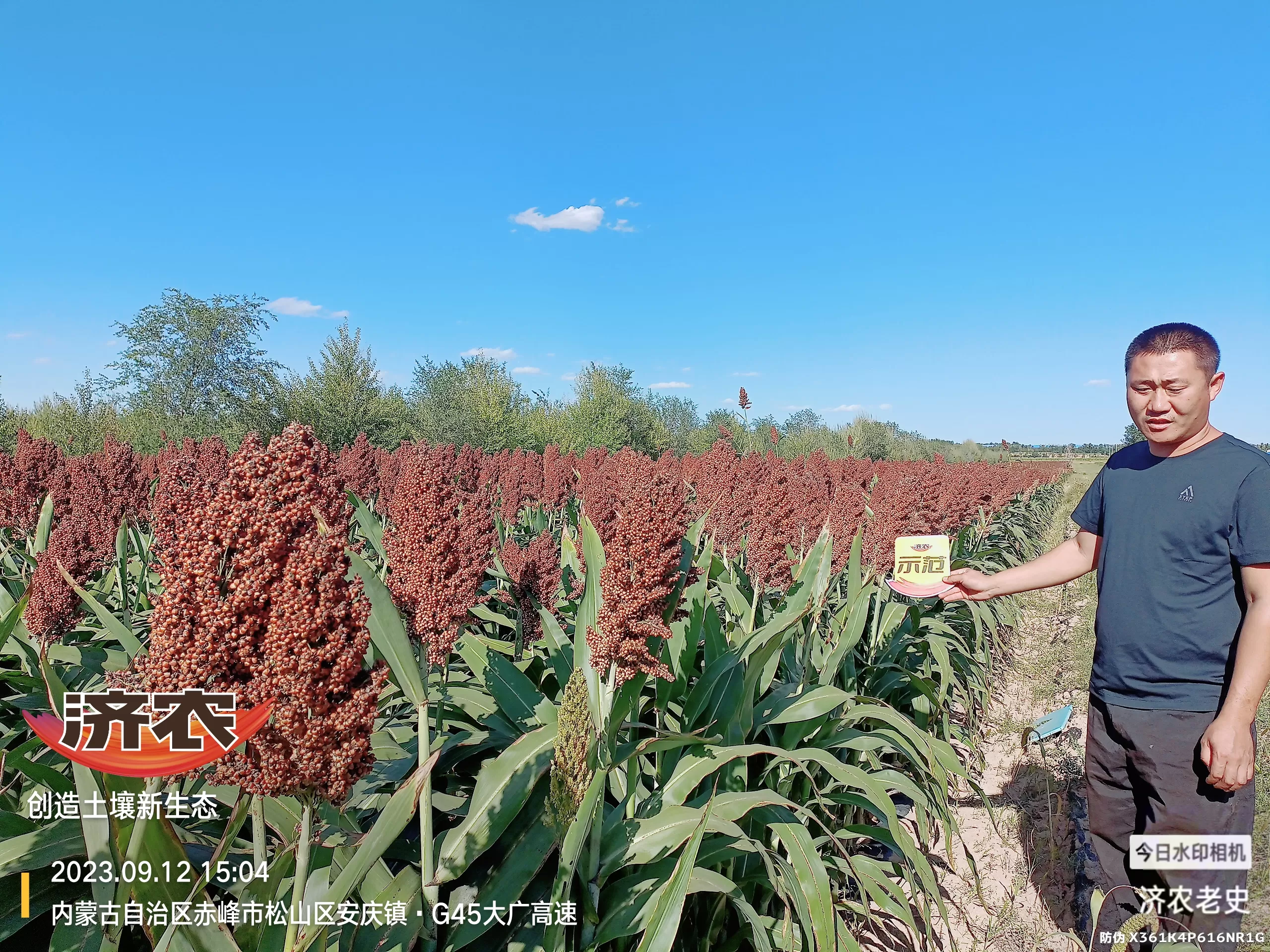 The effect of using Jinongle soil for flushing application of Inner Mongolia sorghum(图2) The effect of using Jinongle soil for flushing application of Inner Mongolia sorghum(图2)