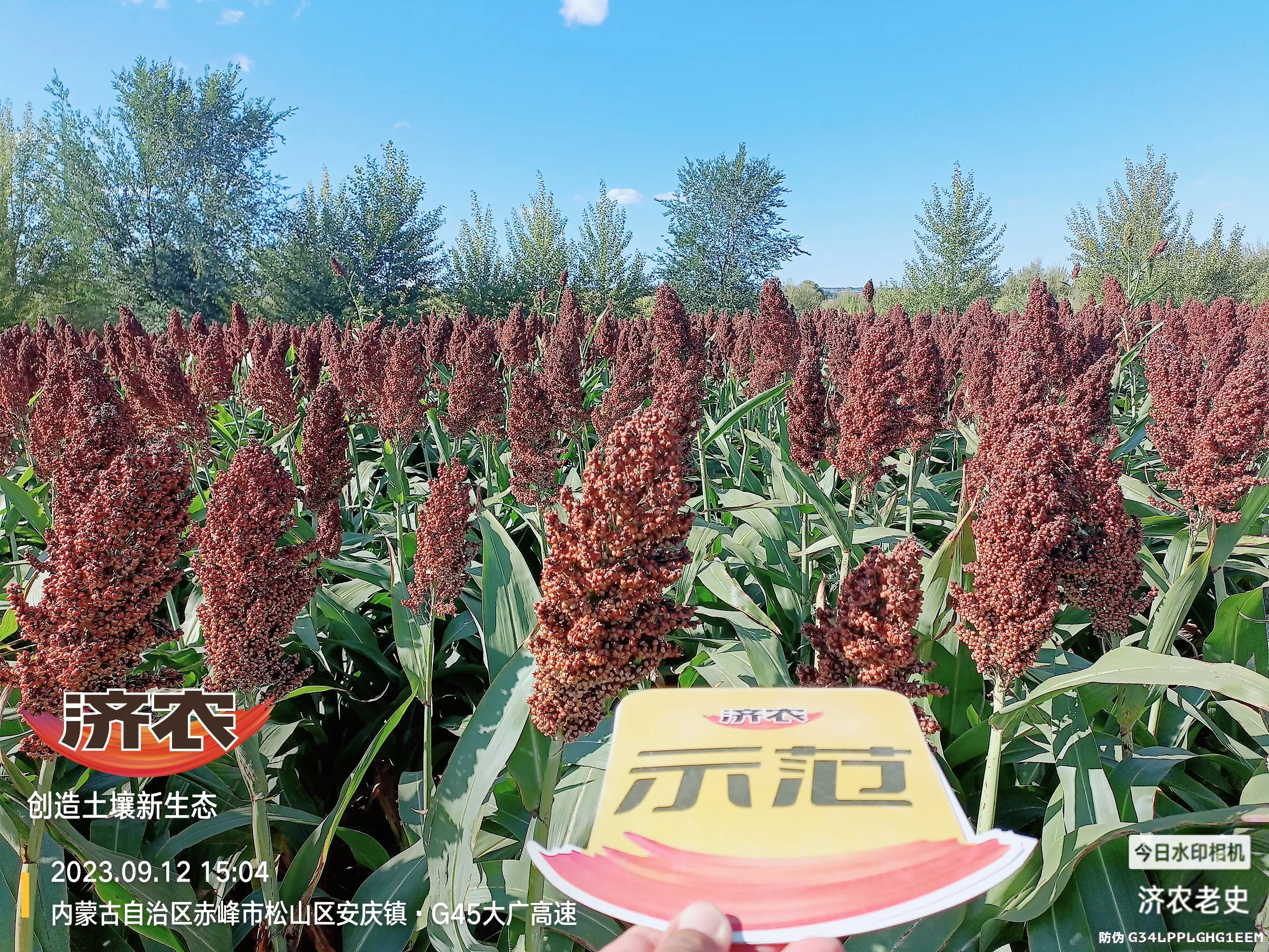 The effect of using Jinongle soil for flushing application of Inner Mongolia sorghum(图3) The effect of using Jinongle soil for flushing application of Inner Mongolia sorghum(图3)