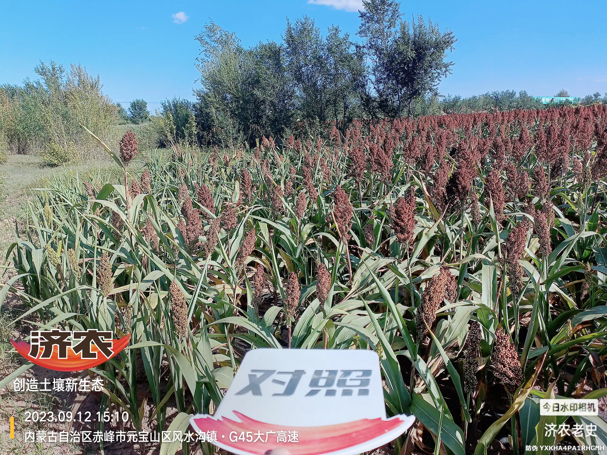 The effect of using Jinongle soil for flushing application of Inner Mongolia sorghum(图4) The effect of using Jinongle soil for flushing application of Inner Mongolia sorghum(图4)