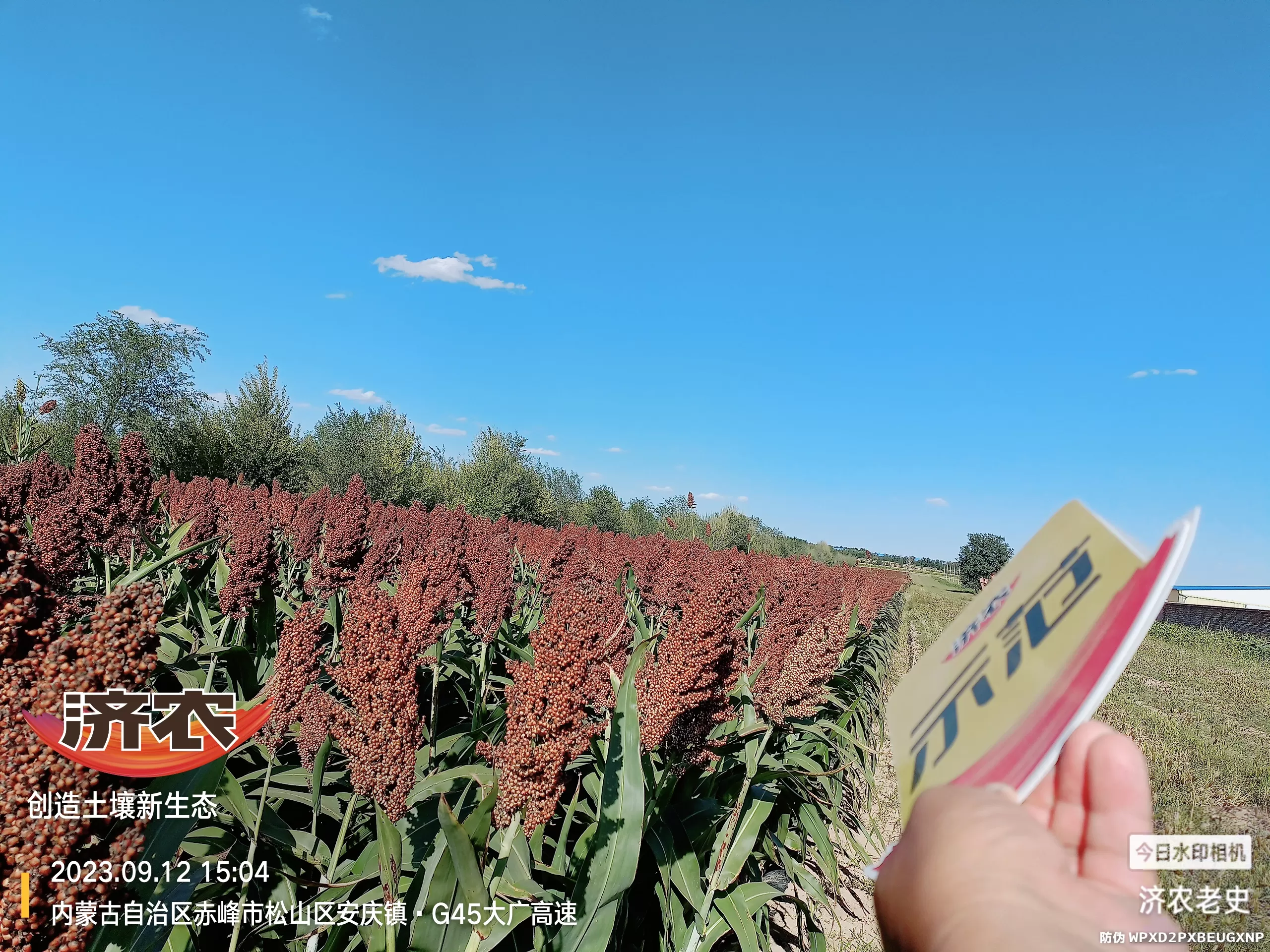 The effect of using Jinongle soil for flushing application of Inner Mongolia sorghum(图5) The effect of using Jinongle soil for flushing application of Inner Mongolia sorghum(图5)