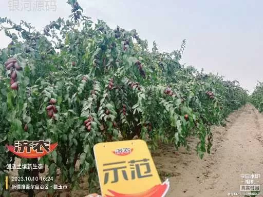The effect of using Jinnong Letu in Xinjiang Junzao(图1) The effect of using Jinnong Letu in Xinjiang Junzao(图1)