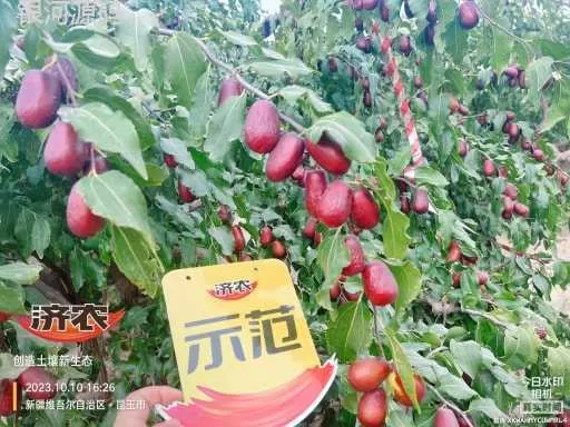The effect of using Jinnong Letu in Xinjiang Junzao(图7) The effect of using Jinnong Letu in Xinjiang Junzao(图7)