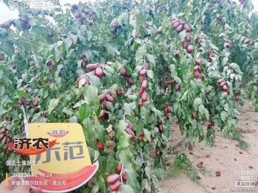 The effect of using Jinnong Letu in Xinjiang Junzao(图5) The effect of using Jinnong Letu in Xinjiang Junzao(图5)