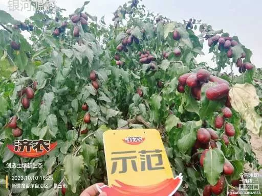 The effect of using Jinnong Letu in Xinjiang Junzao(图3) The effect of using Jinnong Letu in Xinjiang Junzao(图3)