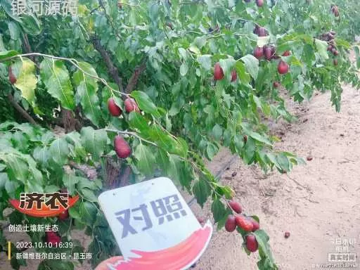 The effect of using Jinnong Letu in Xinjiang Junzao(图8) The effect of using Jinnong Letu in Xinjiang Junzao(图8)
