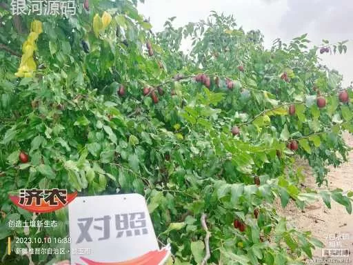 The effect of using Jinnong Letu in Xinjiang Junzao(图6) The effect of using Jinnong Letu in Xinjiang Junzao(图6)