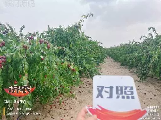 The effect of using Jinnong Letu in Xinjiang Junzao(图2) The effect of using Jinnong Letu in Xinjiang Junzao(图2)