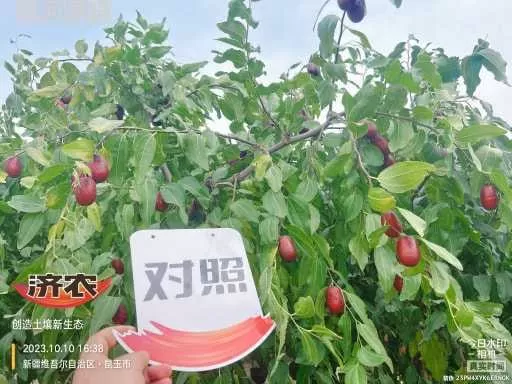 The effect of using Jinnong Letu in Xinjiang Junzao(图4) The effect of using Jinnong Letu in Xinjiang Junzao(图4)