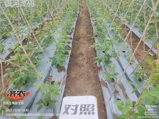 The effect of using agricultural products to irrigate the roots of cowpeas in Xishuangbanna, Yunnan(图2) The effect of using agricultural products to irrigate the roots of cowpeas in Xishuangbanna, Yunnan(图2)