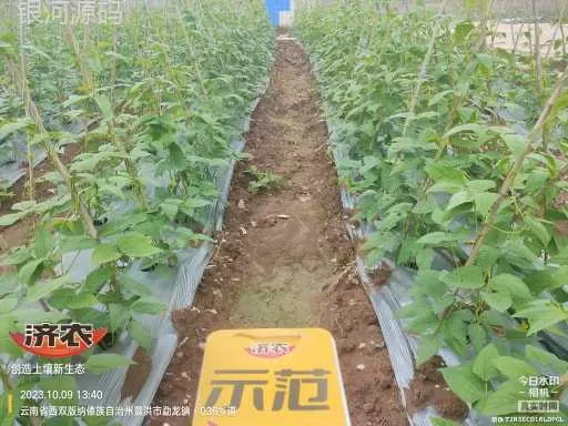 The effect of using agricultural products to irrigate the roots of cowpeas in Xishuangbanna, Yunnan(图1) The effect of using agricultural products to irrigate the roots of cowpeas in Xishuangbanna, Yunnan(图1)