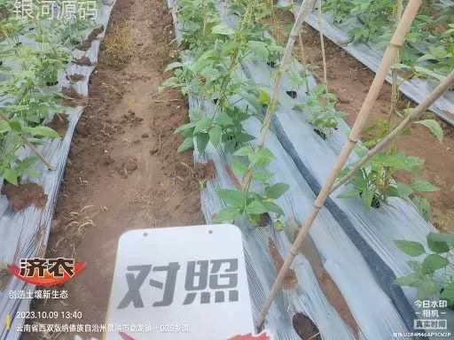 The effect of using agricultural products to irrigate the roots of cowpeas in Xishuangbanna, Yunnan(图4) The effect of using agricultural products to irrigate the roots of cowpeas in Xishuangbanna, Yunnan(图4)