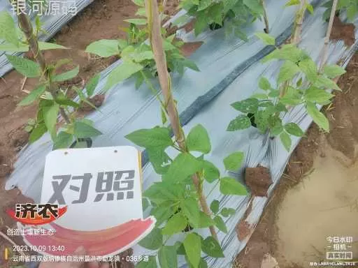 The effect of using agricultural products to irrigate the roots of cowpeas in Xishuangbanna, Yunnan(图6) The effect of using agricultural products to irrigate the roots of cowpeas in Xishuangbanna, Yunnan(图6)
