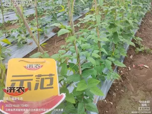 The effect of using agricultural products to irrigate the roots of cowpeas in Xishuangbanna, Yunnan(图3) The effect of using agricultural products to irrigate the roots of cowpeas in Xishuangbanna, Yunnan(图3)