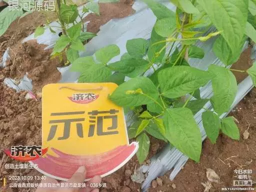 The effect of using agricultural products to irrigate the roots of cowpeas in Xishuangbanna, Yunnan(图5) The effect of using agricultural products to irrigate the roots of cowpeas in Xishuangbanna, Yunnan(图5)