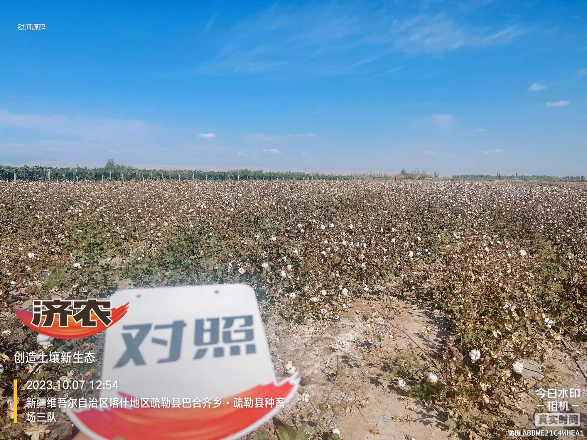 The Effect of Using Jinnong Letu for Cotton in Xinjiang(图2) The Effect of Using Jinnong Letu for Cotton in Xinjiang(图2)