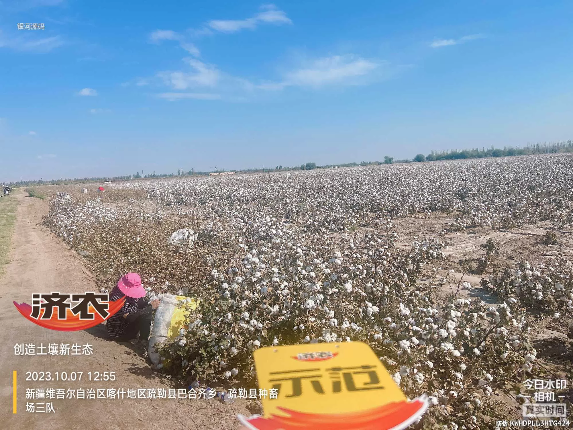 The Effect of Using Jinnong Letu for Cotton in Xinjiang(图1) The Effect of Using Jinnong Letu for Cotton in Xinjiang(图1)