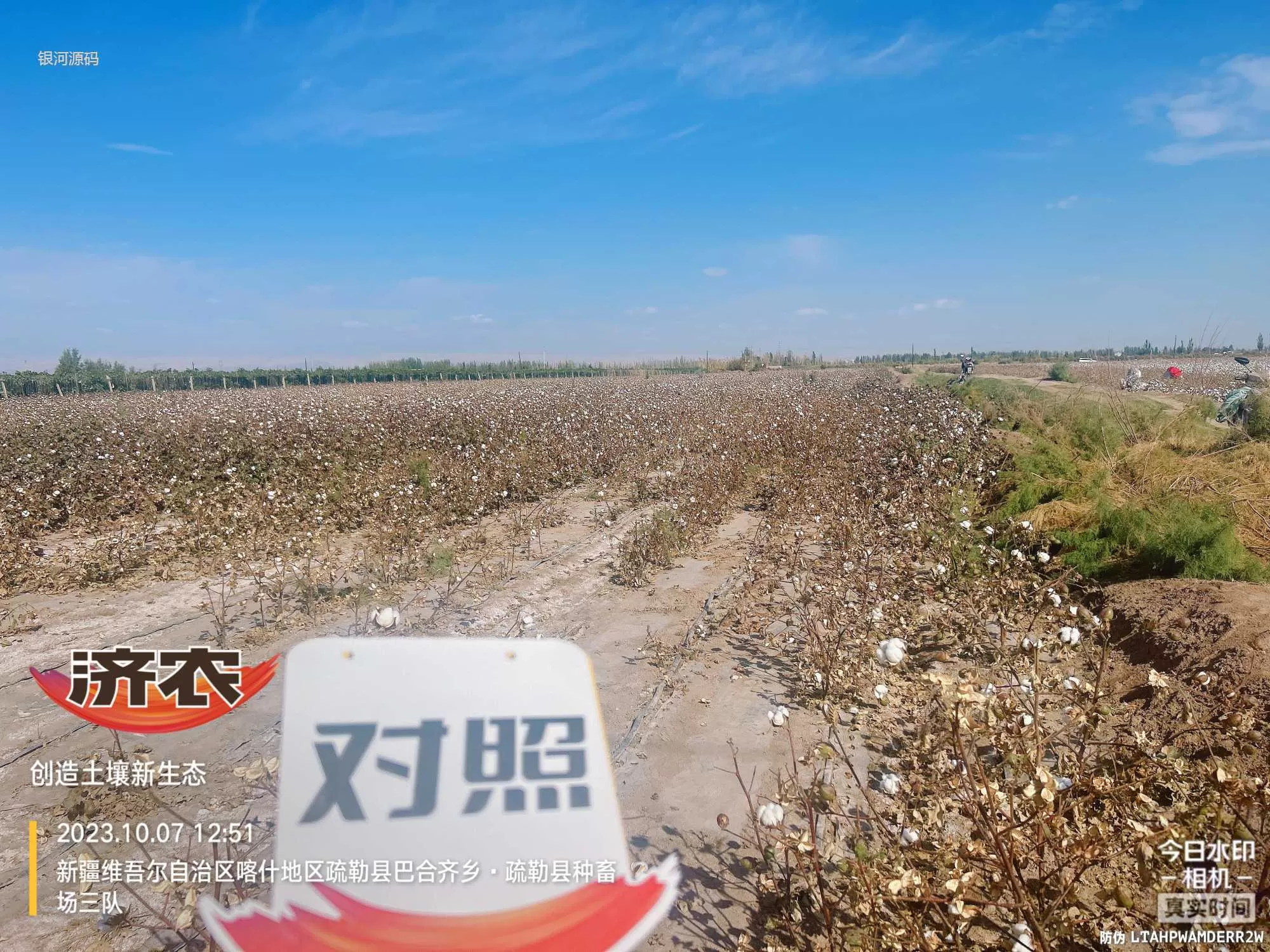 The Effect of Using Jinnong Letu for Cotton in Xinjiang(图4) The Effect of Using Jinnong Letu for Cotton in Xinjiang(图4)
