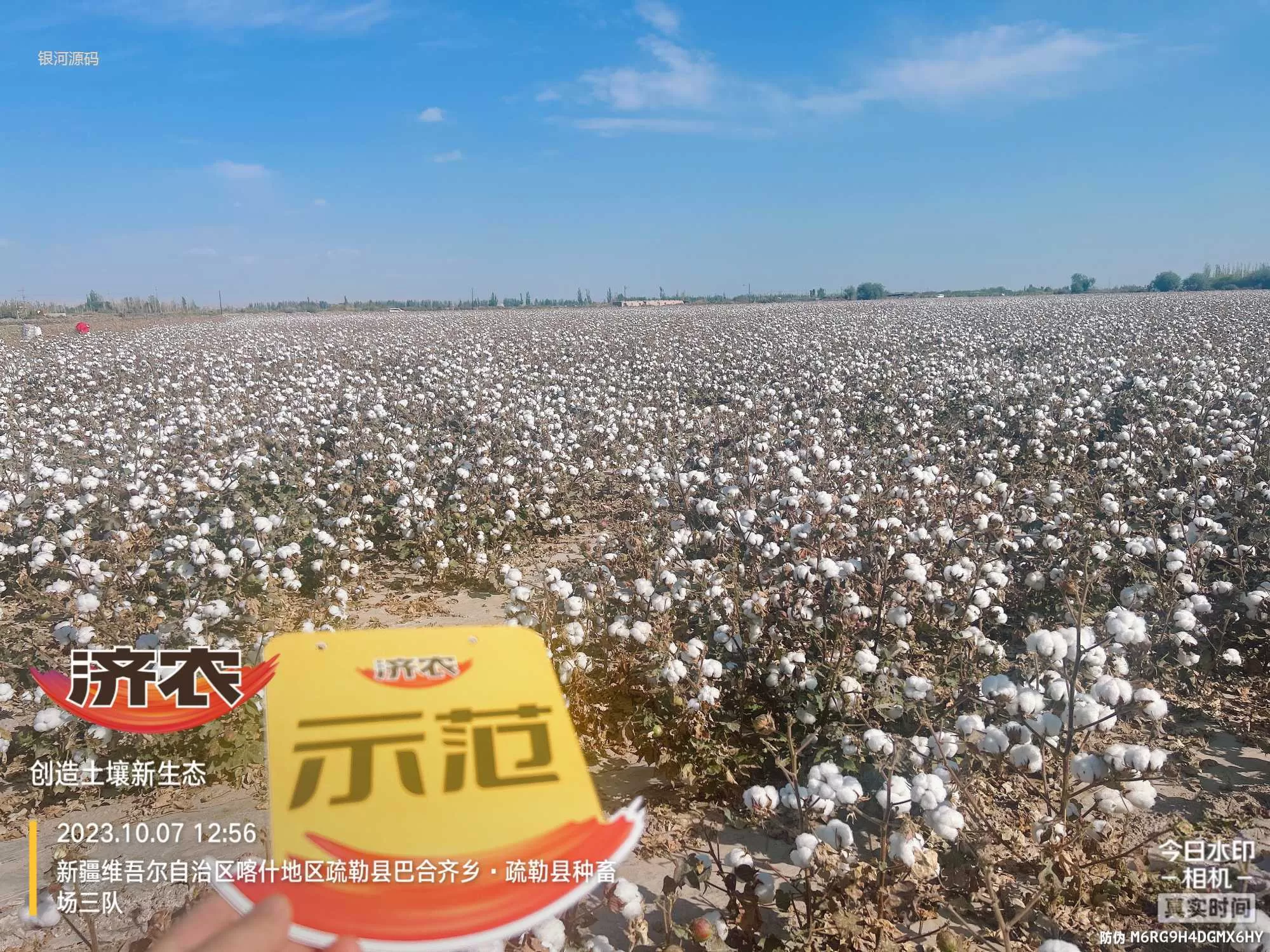 The Effect of Using Jinnong Letu for Cotton in Xinjiang(图3) The Effect of Using Jinnong Letu for Cotton in Xinjiang(图3)
