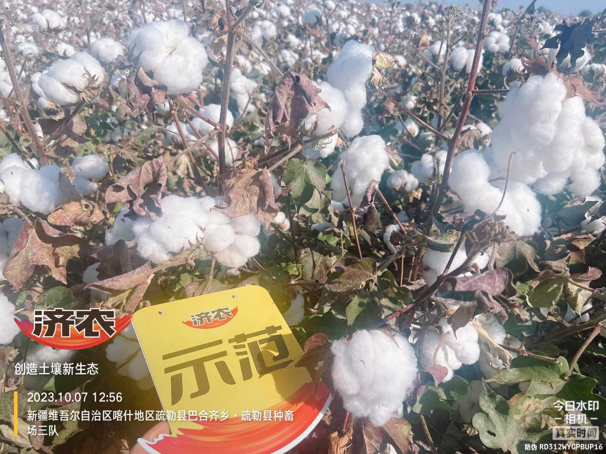 The Effect of Using Jinnong Letu for Cotton in Xinjiang(图5) The Effect of Using Jinnong Letu for Cotton in Xinjiang(图5)