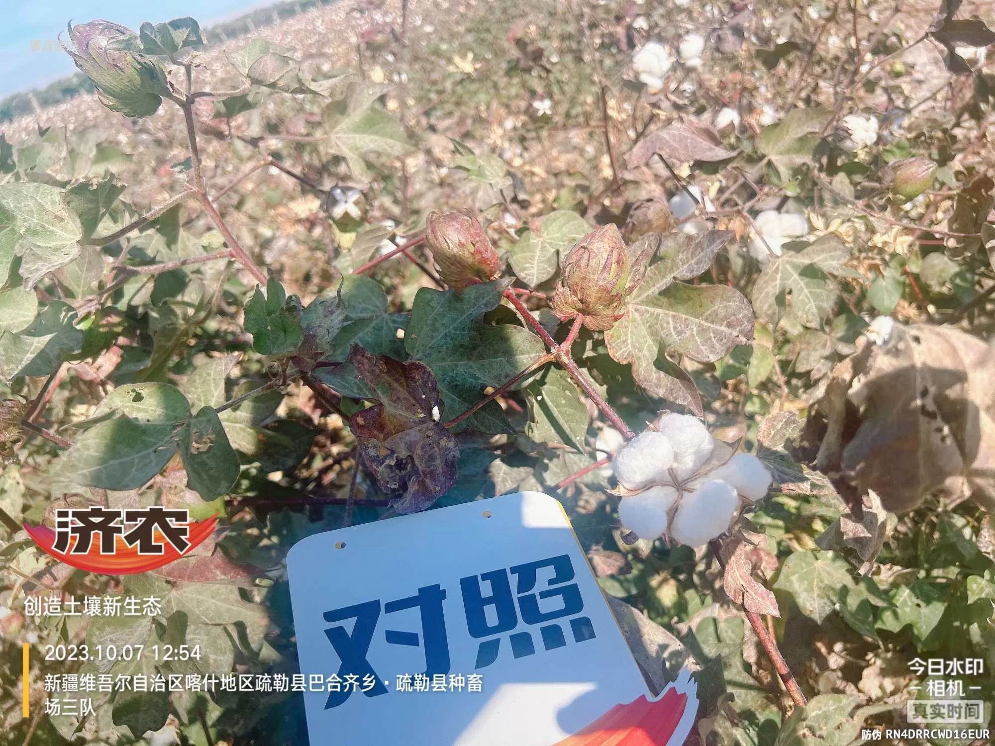 The Effect of Using Jinnong Letu for Cotton in Xinjiang(图6) The Effect of Using Jinnong Letu for Cotton in Xinjiang(图6)