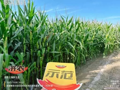 The effect of using Jinnong Letu to store corn in Xinjiang(图1) The effect of using Jinnong Letu to store corn in Xinjiang(图1)