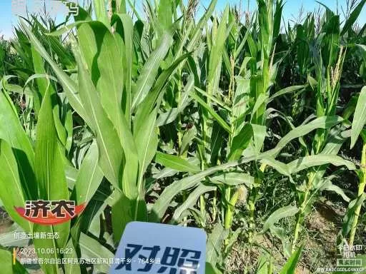 The effect of using Jinnong Letu to store corn in Xinjiang(图2) The effect of using Jinnong Letu to store corn in Xinjiang(图2)