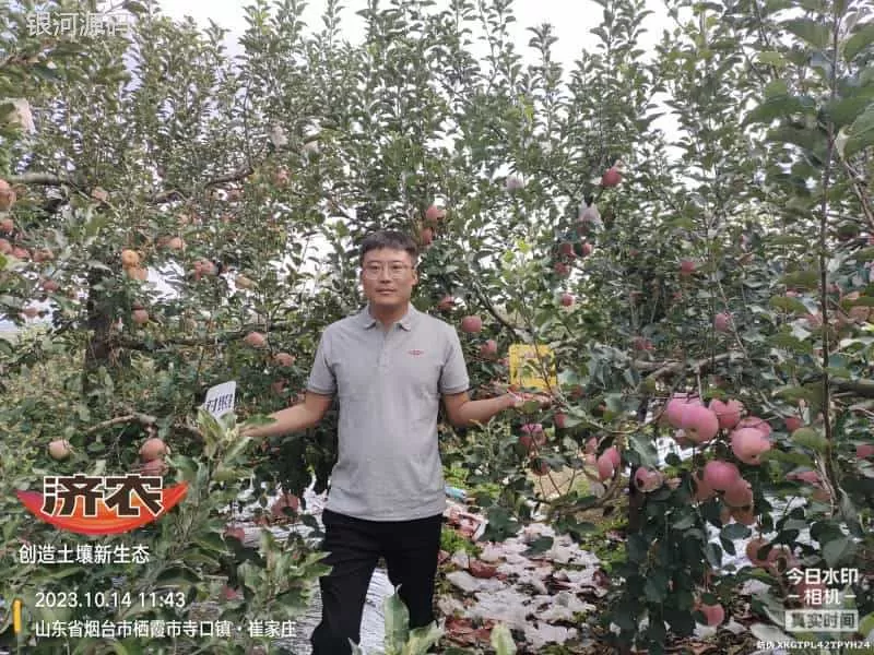 The effect of using Jinong Letu for apples in Yantai, Shandong(图1) The effect of using Jinong Letu for apples in Yantai, Shandong(图1)