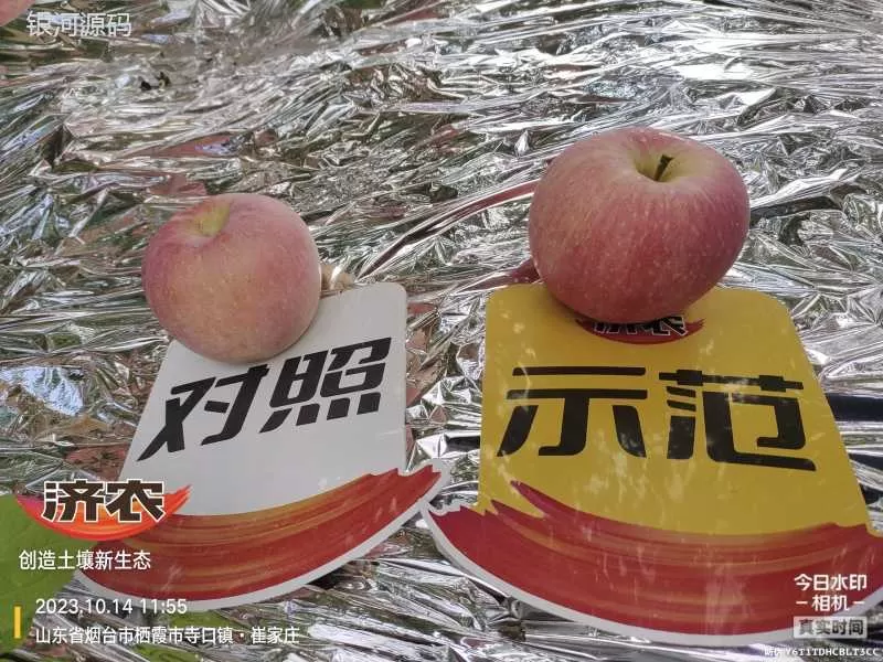 The effect of using Jinong Letu for apples in Yantai, Shandong(图2) The effect of using Jinong Letu for apples in Yantai, Shandong(图2)
