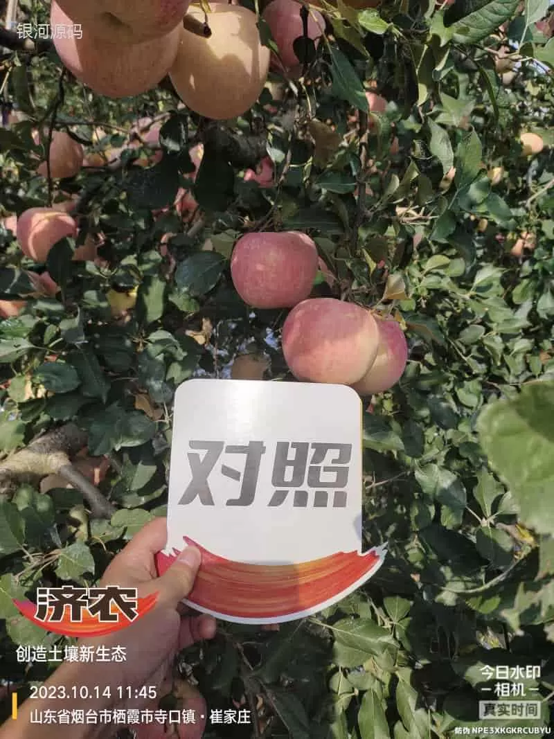The effect of using Jinong Letu for apples in Yantai, Shandong(图4) The effect of using Jinong Letu for apples in Yantai, Shandong(图4)