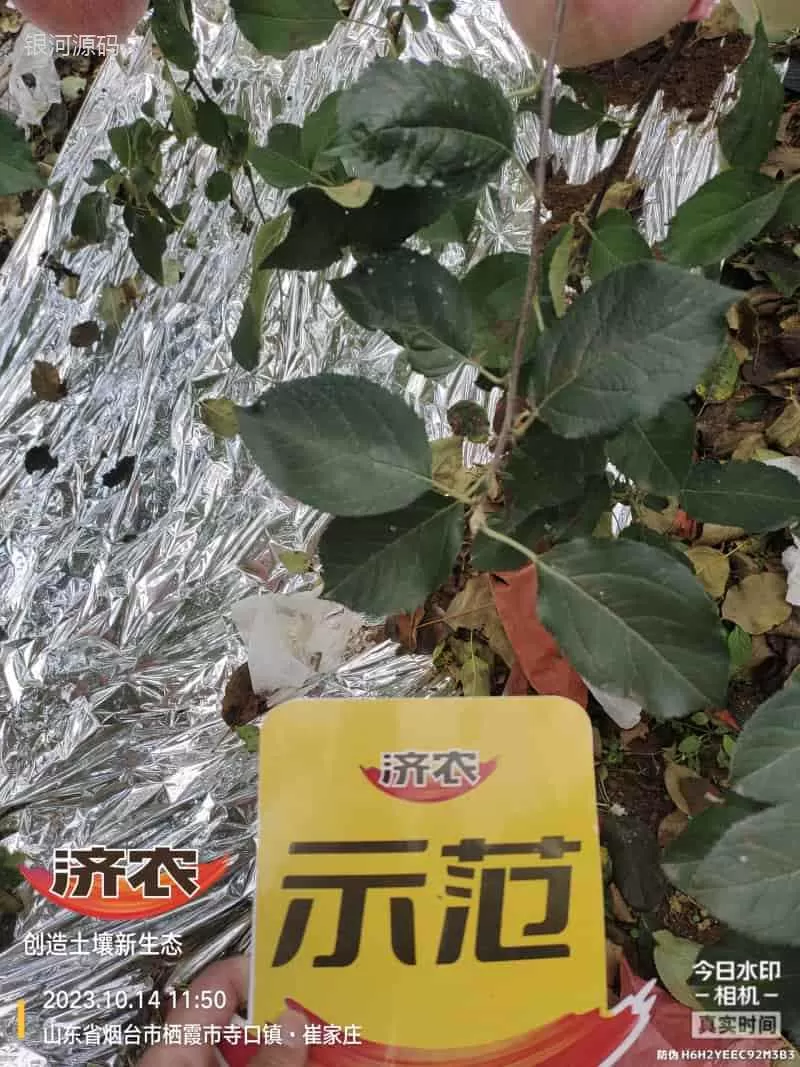 The effect of using Jinong Letu for apples in Yantai, Shandong(图5) The effect of using Jinong Letu for apples in Yantai, Shandong(图5)