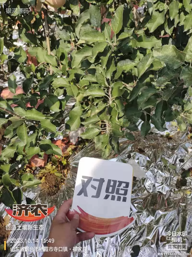 The effect of using Jinong Letu for apples in Yantai, Shandong(图6) The effect of using Jinong Letu for apples in Yantai, Shandong(图6)