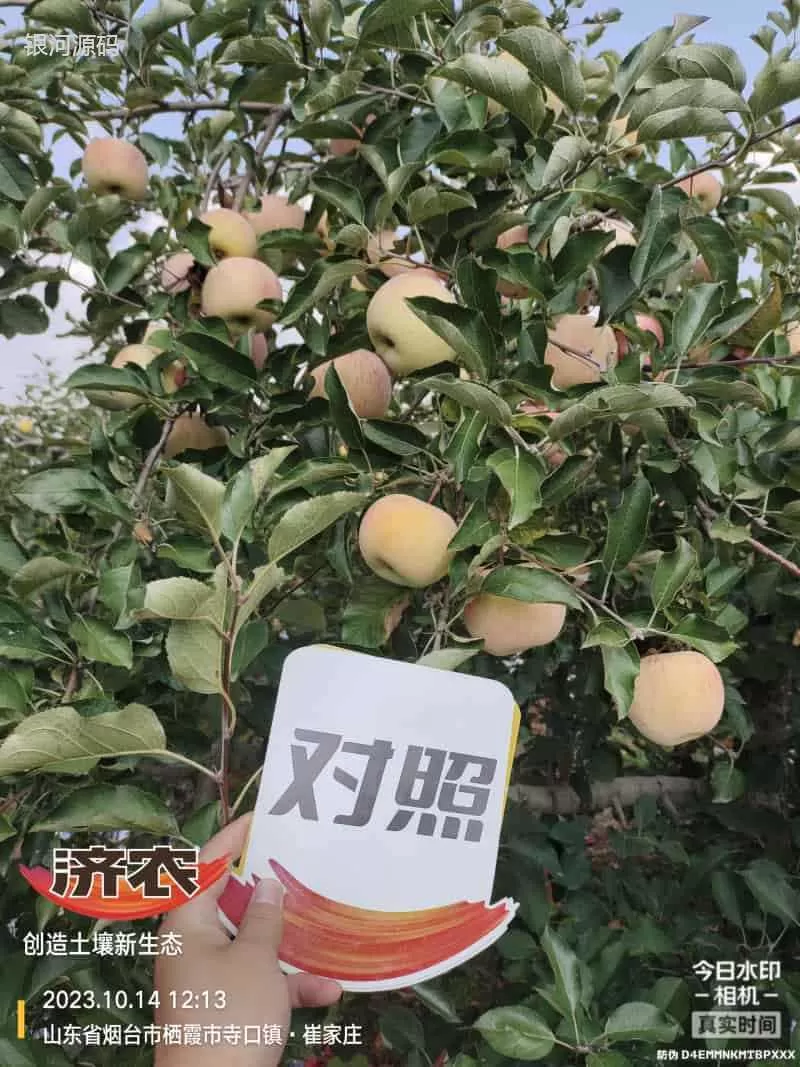 The Effect of Using Jinong Letu for Striped Apples in Yantai, Shandong Province(图4) The Effect of Using Jinong Letu for Striped Apples in Yantai, Shandong Province(图4)