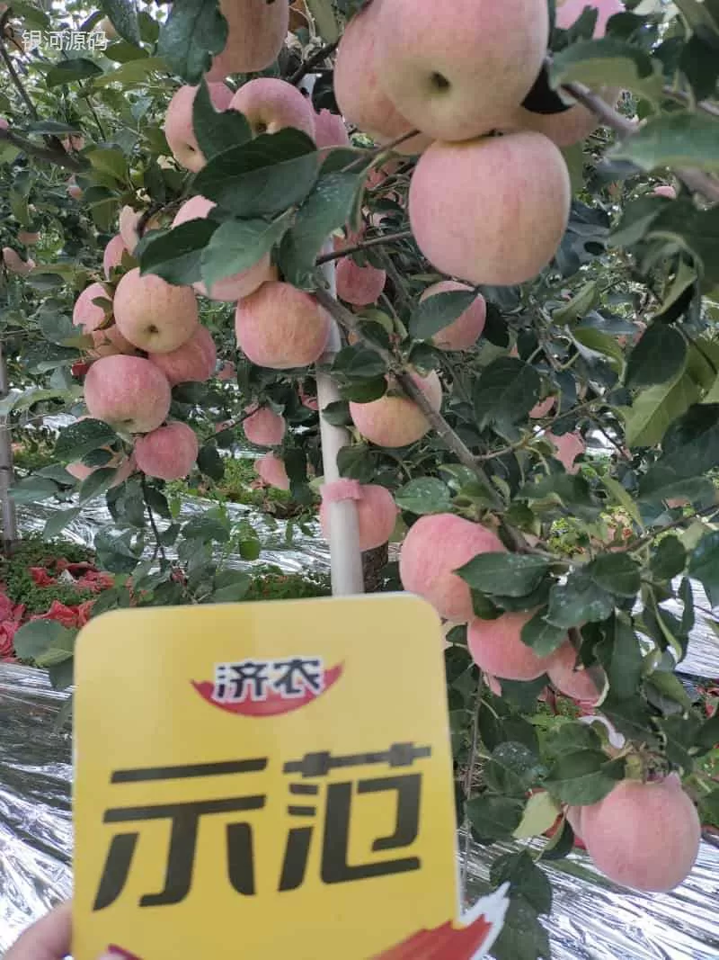 The Effect of Using Jinong Letu for Striped Apples in Yantai, Shandong Province(图3) The Effect of Using Jinong Letu for Striped Apples in Yantai, Shandong Province(图3)