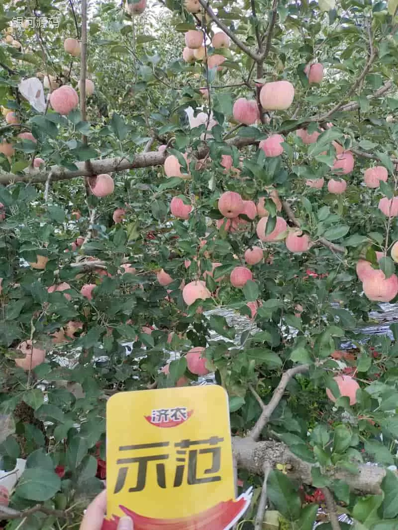 The Effect of Using Jinong Letu for Striped Apples in Yantai, Shandong Province(图1) The Effect of Using Jinong Letu for Striped Apples in Yantai, Shandong Province(图1)