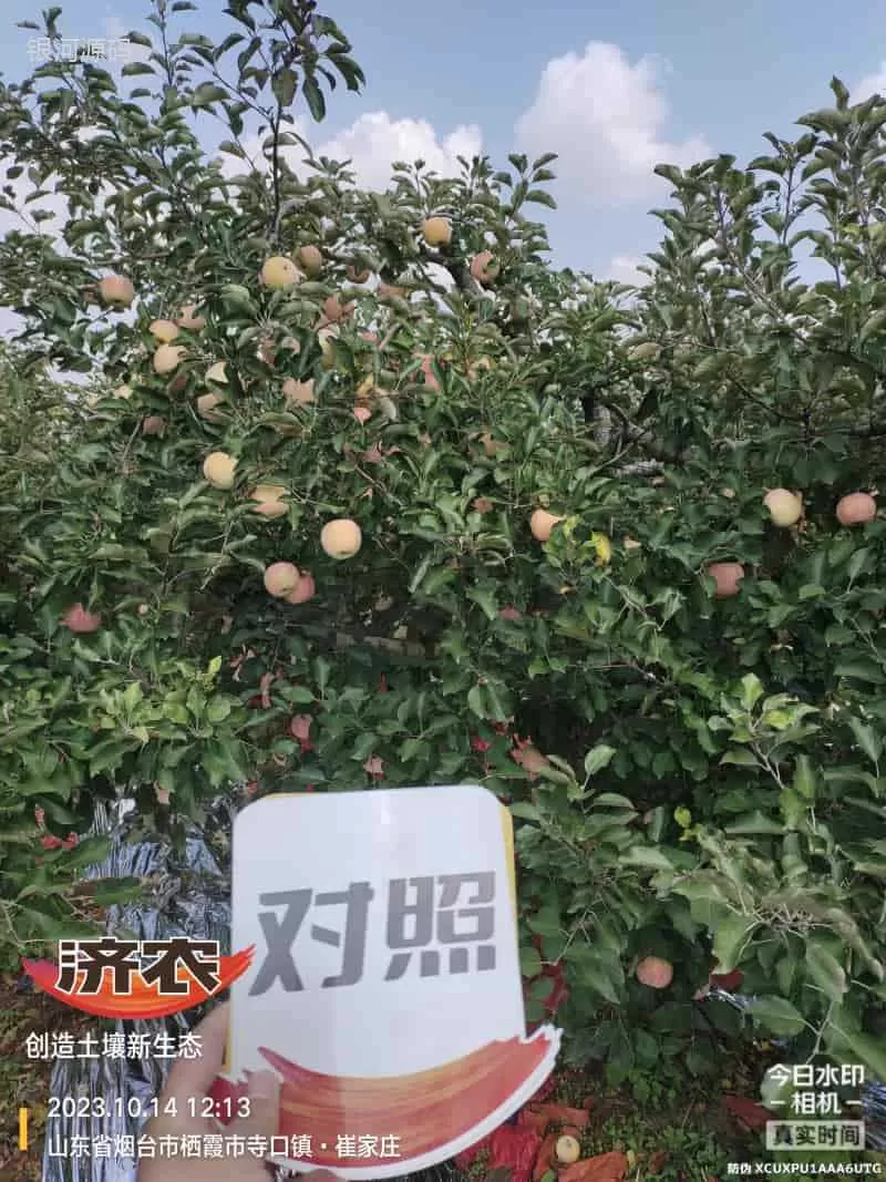 The Effect of Using Jinong Letu for Striped Apples in Yantai, Shandong Province(图2) The Effect of Using Jinong Letu for Striped Apples in Yantai, Shandong Province(图2)