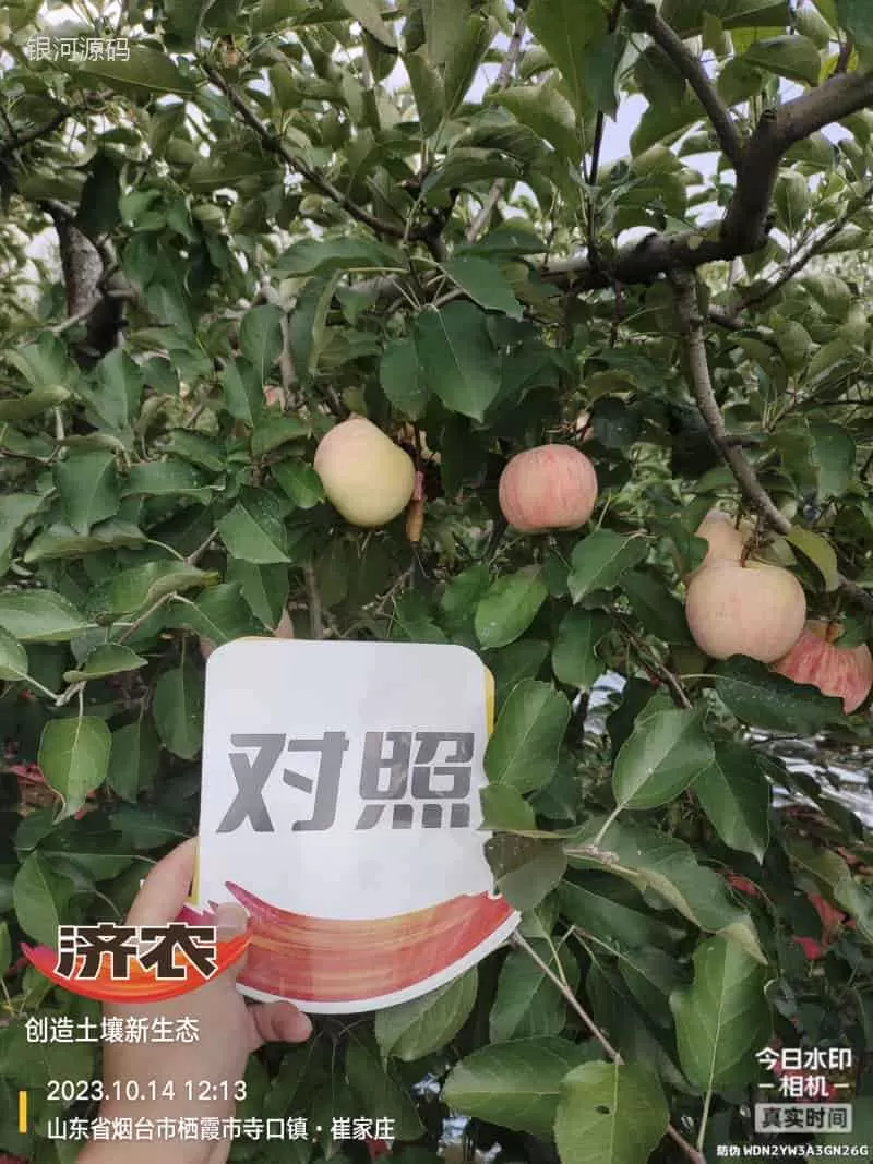 The Effect of Using Jinong Letu for Striped Apples in Yantai, Shandong Province(图6) The Effect of Using Jinong Letu for Striped Apples in Yantai, Shandong Province(图6)