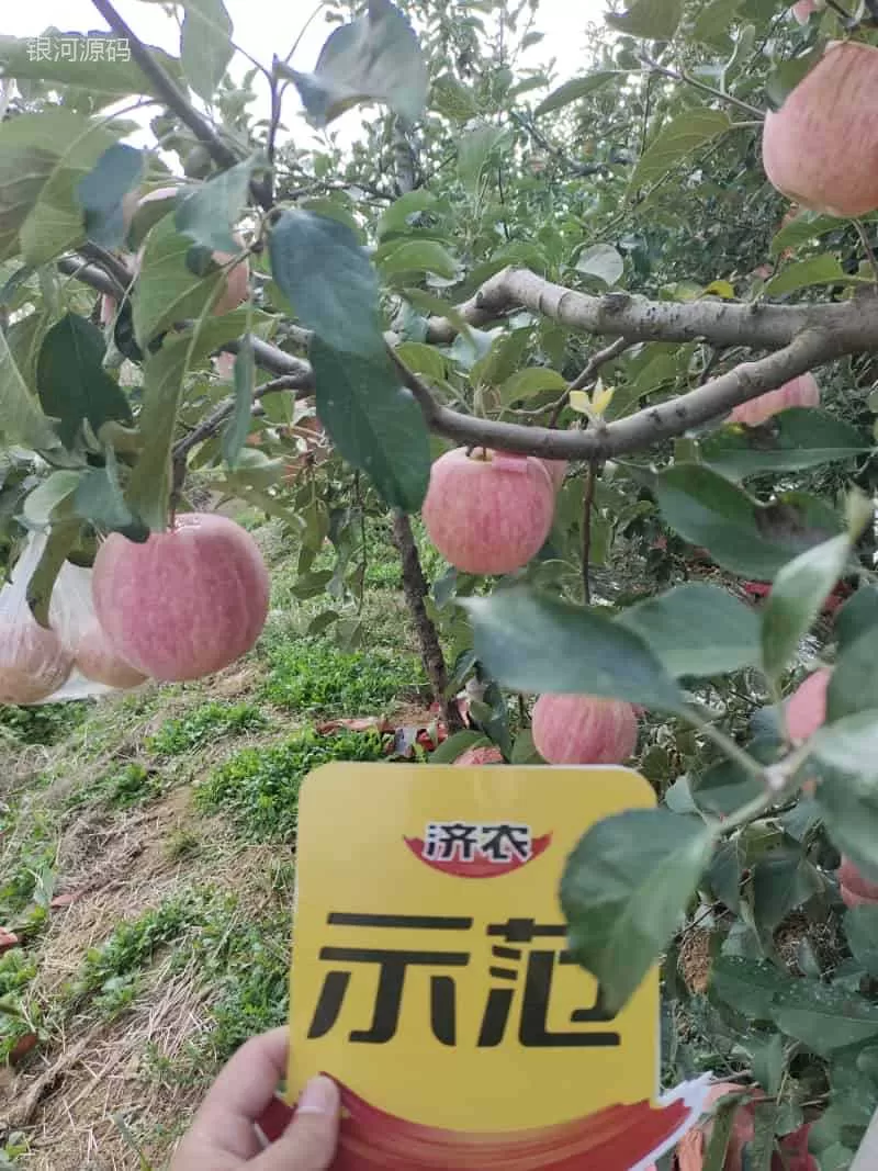 The Effect of Using Jinong Letu for Striped Apples in Yantai, Shandong Province(图5) The Effect of Using Jinong Letu for Striped Apples in Yantai, Shandong Province(图5)