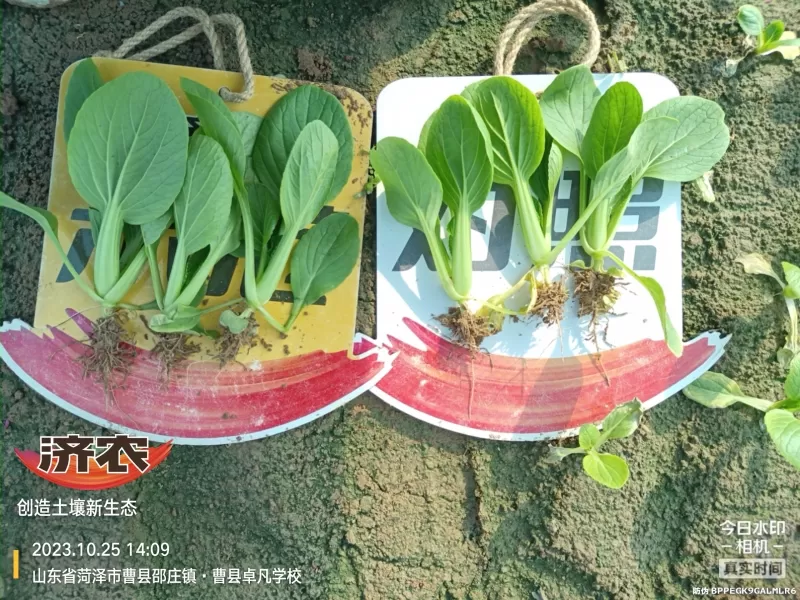 The Effect of Using Jinan Agricultural Products for Rapeseed in Heze, Shandong Province(图3) The Effect of Using Jinan Agricultural Products for Rapeseed in Heze, Shandong Province(图3)