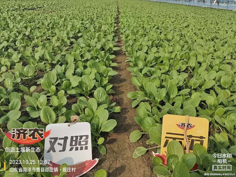 The Effect of Using Jinan Agricultural Products for Rapeseed in Heze, Shandong Province(图4) The Effect of Using Jinan Agricultural Products for Rapeseed in Heze, Shandong Province(图4)