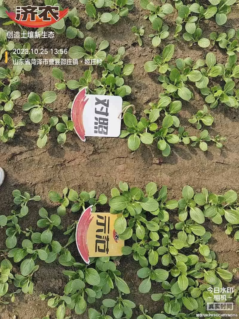 The Effect of Using Jinan Agricultural Products for Rapeseed in Heze, Shandong Province(图2) The Effect of Using Jinan Agricultural Products for Rapeseed in Heze, Shandong Province(图2)