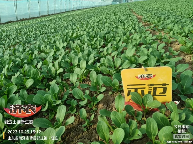 The Effect of Using Jinan Agricultural Products for Rapeseed in Heze, Shandong Province(图5) The Effect of Using Jinan Agricultural Products for Rapeseed in Heze, Shandong Province(图5)