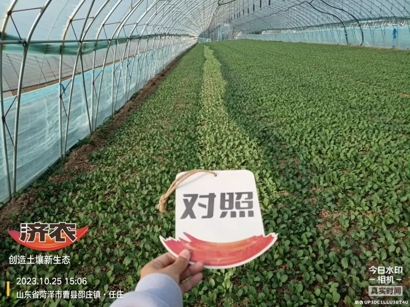 The Effect of Using Jinan Agricultural Products for Rapeseed in Heze, Shandong Province(图4) The Effect of Using Jinan Agricultural Products for Rapeseed in Heze, Shandong Province(图4)
