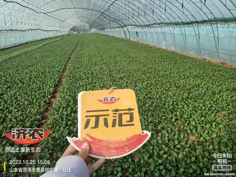 The Effect of Using Jinan Agricultural Products for Rapeseed in Heze, Shandong Province(图3) The Effect of Using Jinan Agricultural Products for Rapeseed in Heze, Shandong Province(图3)