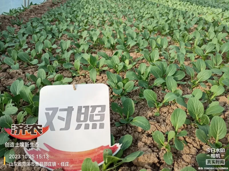 The Effect of Using Jinan Agricultural Products for Rapeseed in Heze, Shandong Province(图6) The Effect of Using Jinan Agricultural Products for Rapeseed in Heze, Shandong Province(图6)